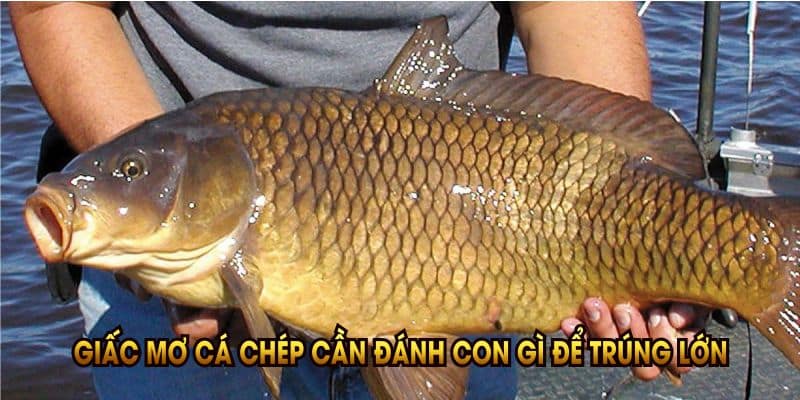 giac-mo-ca-chep-can-danh-con-gi